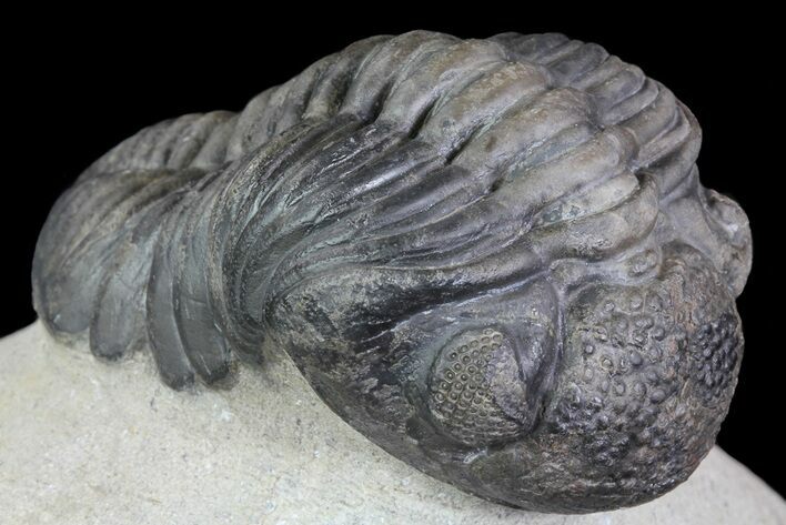 Pedinopariops Trilobite - Great Eye Facet Detail #66341